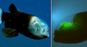 Amazing deep sea fish with a translucent head