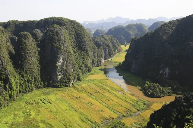 Ngỡ ngàng trước vẻ đẹp của cánh đồng lúa chín vàng vùng Tam Cốc nhìn từ Hang Múa