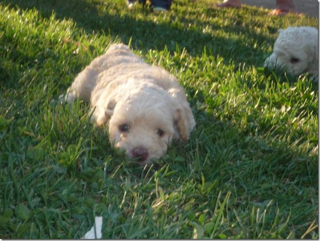 fotos de perritos imagenesifotos.blogspot (12)