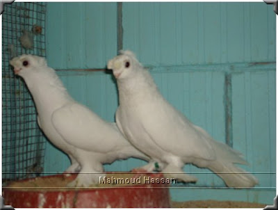 uzbekistan tumblers pigeons pigeons White Pigeons tumbler sale:  Uzbek 2 for