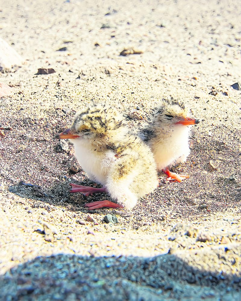 Captan a pequeño gaviotín pidiendo comida a su mamá en el desierto