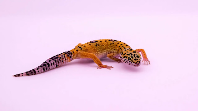 Leopard Gecko