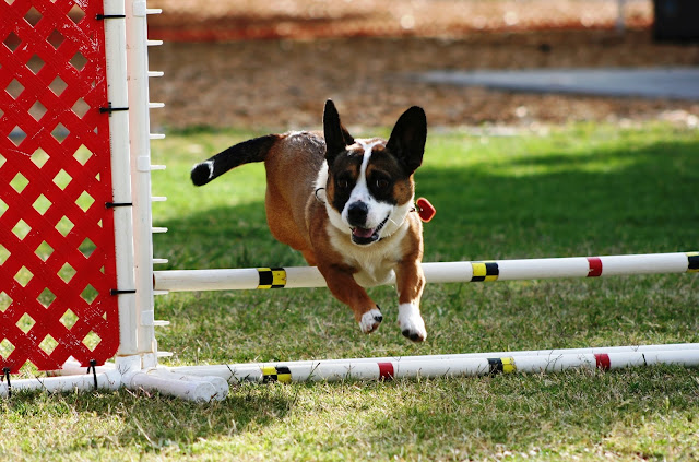 dog agility training