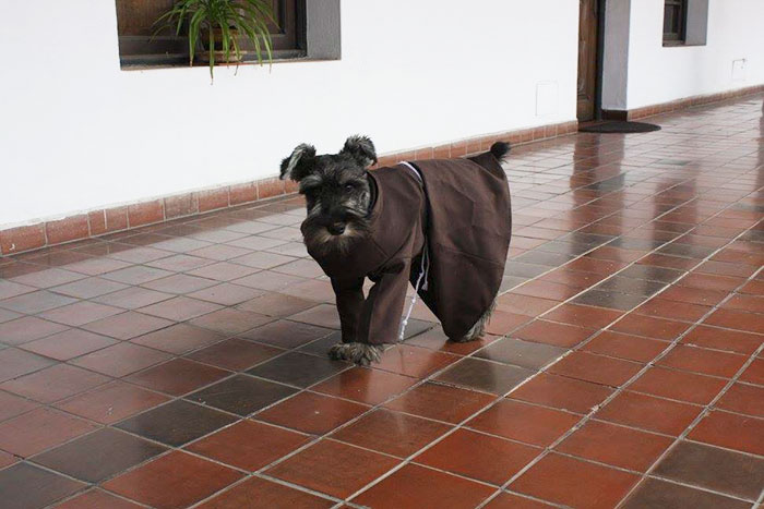 A Stray Dog Became A Monk In The Funniest And Sweetest Way