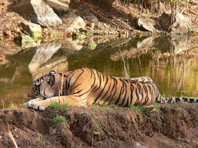 wildlife india tours