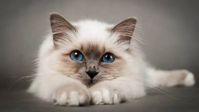 Birman