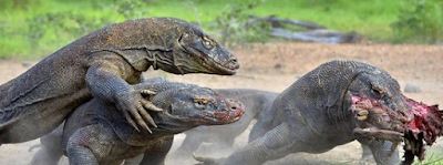  Komodo merupakan reptil tertua yg pernah ada Tugas (IPA) Macam Hewan dan Tumbuhan yg Hampir Punah