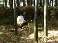 造りもヌタも若竹煮も、どれも美味しい