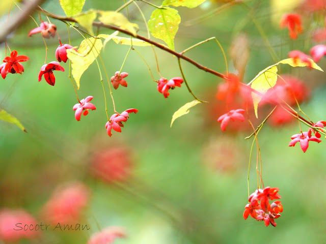 Euonymus oxyphyllus