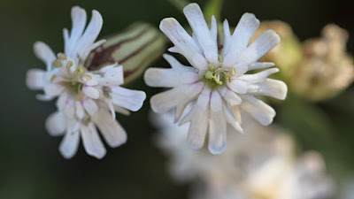 Silene parryi (Parry’s Silene, Parry’s Catchfly)