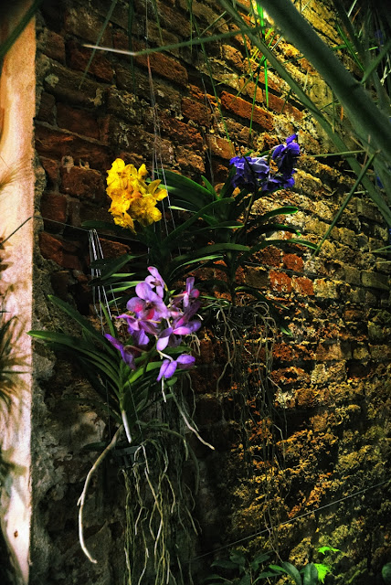 Orchids on a Wall in a Tropical Greenhouse