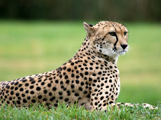 cheetah big cat