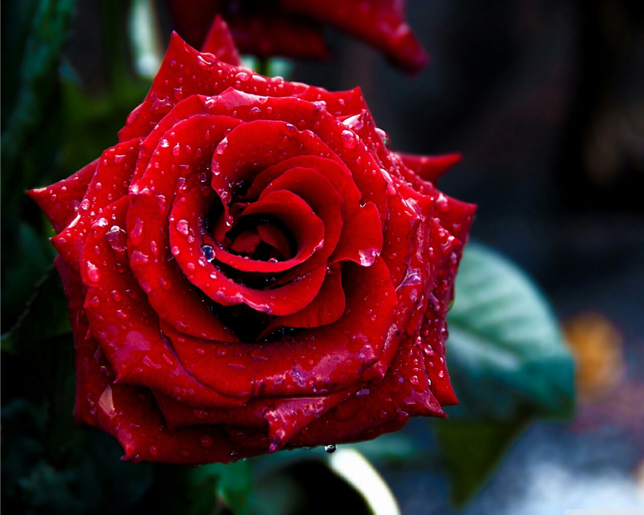 Flowers+wallpapers+red+roses