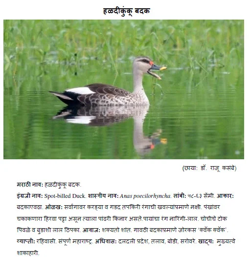 Spot-billed Duck haladikunku badak information in marathi