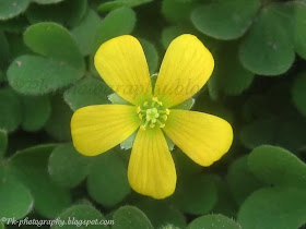 Weed Flower