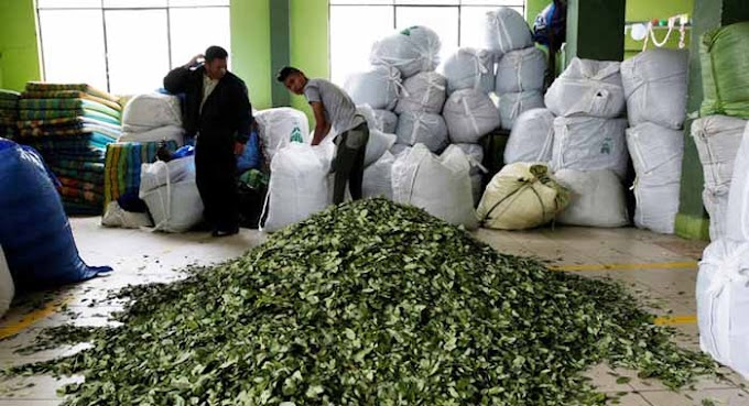 Viceministerio entrega 23 toneladas de coca a universidades para convertirlas en compost