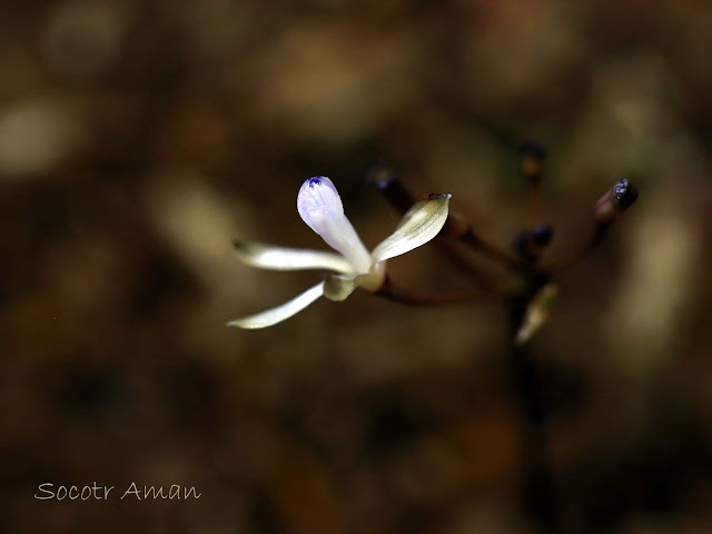 Lecanorchis nigricans