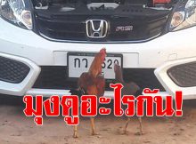 เลข ดัง 1 4 62