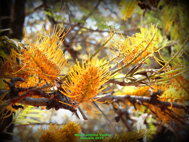 Flor da GREVÍLEA-ROBUSTA - ( Grevillea robusta )