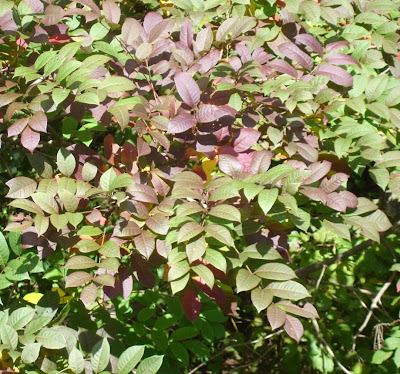 poison sumac tree. poison sumac rash on face.