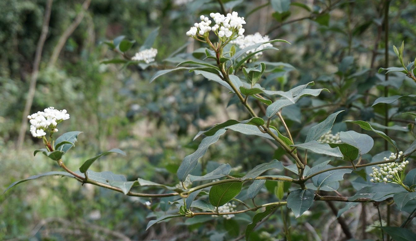 Wild cherry Les Alpilles