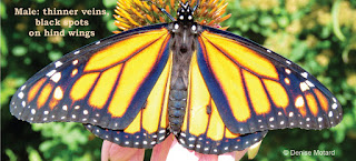 Male Monarch butterfly - © Denise Motard