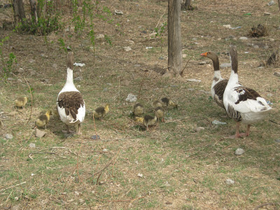 kazlar ve yavruları