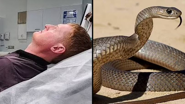 Australian Father Praised for Rescuing Daughter from Brown Snake Attack