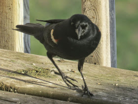 red-wing blackbird