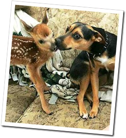 Amor animal (19)