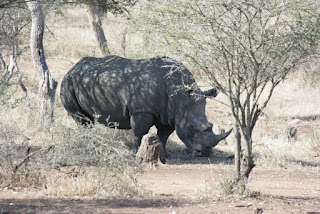 Witte neushoorn in Kruger