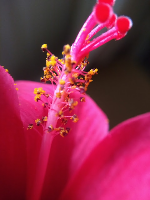 Ganapati flower, Hibiscus, Jaswanda