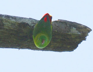Foto Burung Serindit Paruh-Merah