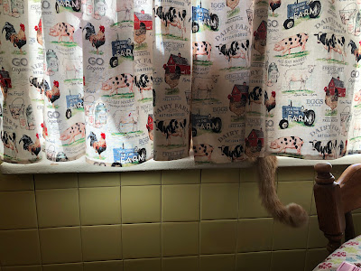 orange cat behind kitchen curtains