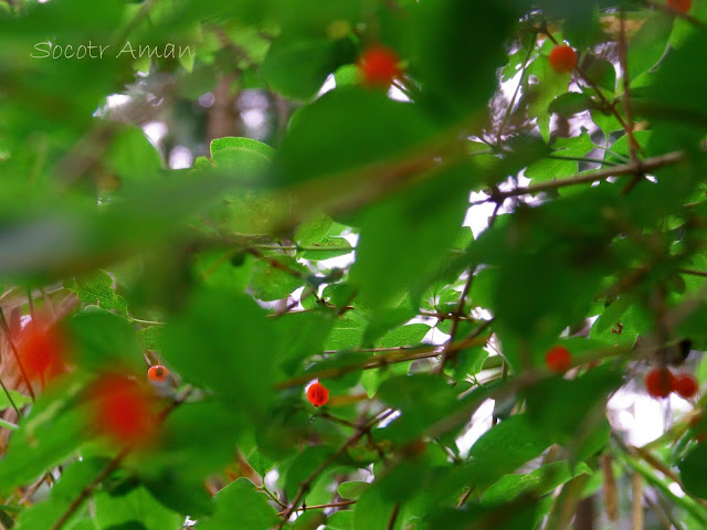 Lonicera gracilipes