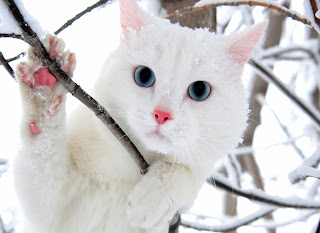 white cats wallpaper 