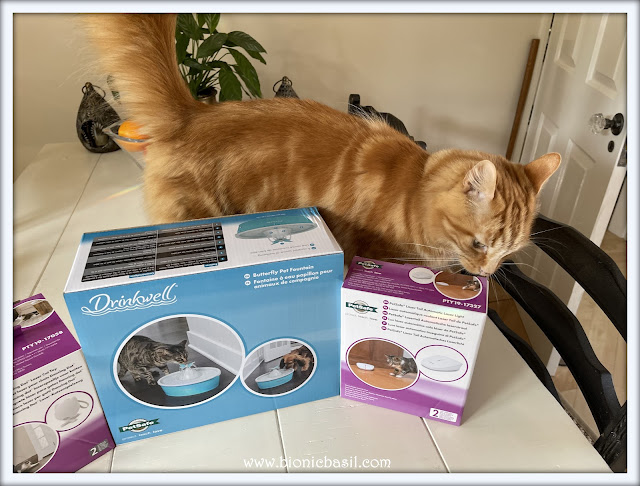 What's In The Box ©BionicBasil® PetSafe Laser Tail Toy - Fudge Picking What He Wanted To Play With