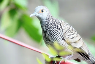 burung perkutut