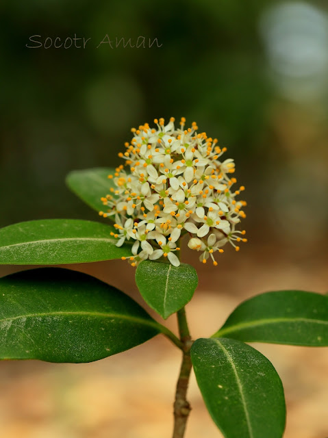 Skimmia japonica