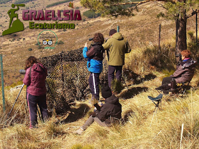 Observación del Lobo Ibérico en la Sierra de Guadarrama