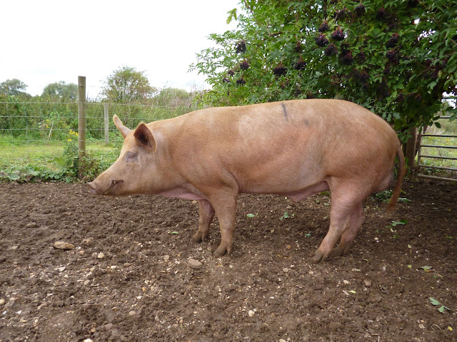 clean pig in mud