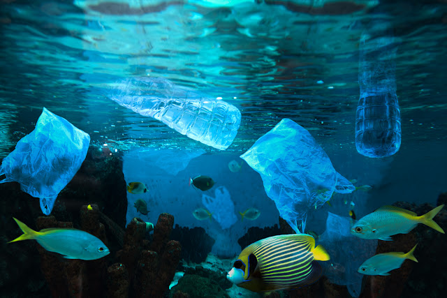 Sea animals often mistake plastics as food and eat them.