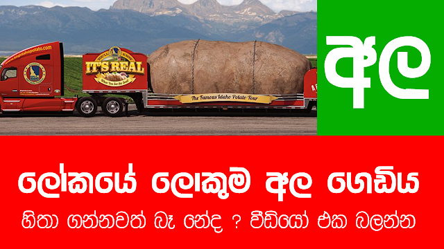 හිතාගන්නවත් බැරි ලෝකයේ ලොකුම අල ගෙඩිය