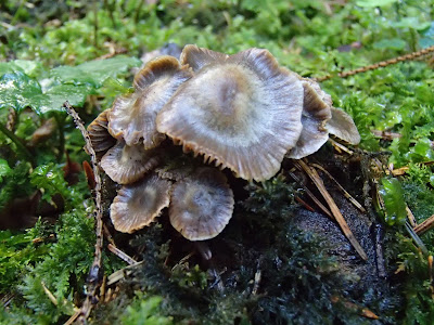 Asterophora parasitica - grzybolubka lepka 