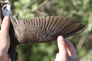 Green Sandpiper Upperwing