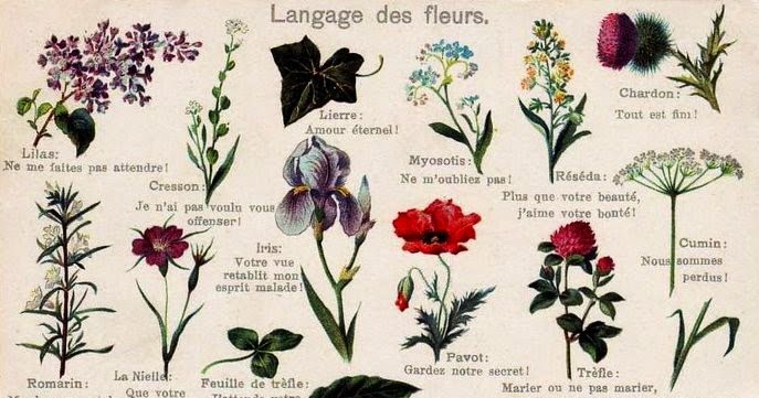 Nomi Di Fiori E Piante D Ornamento In Francese