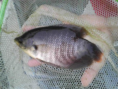 IKAN GURAME BAGI KESEHATAN ORGAN TUBUH DALAM