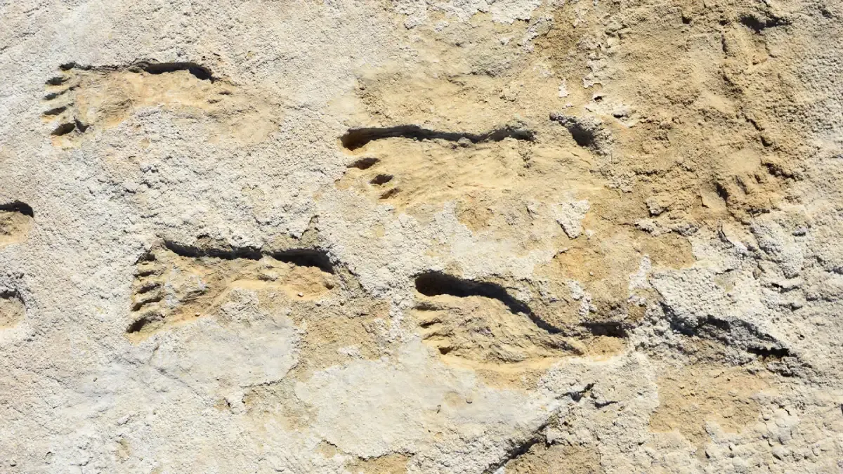23,000-Year-Old Human Footprints Found in New Mexico
