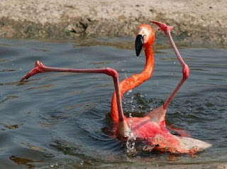 Crazy flamingo