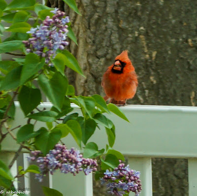 red cardinal and lilac bush photo by mbgphoto